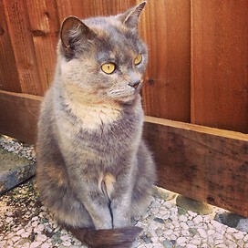 A grey and brown fluffy cat sitting near a fence in the sun