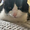 MarshmallowChickenCat's avatar image