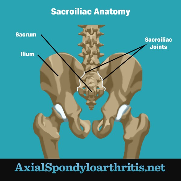 The anatomy of the pelvis which includes the sacroiliac joint, the sacrum, and the ilium.