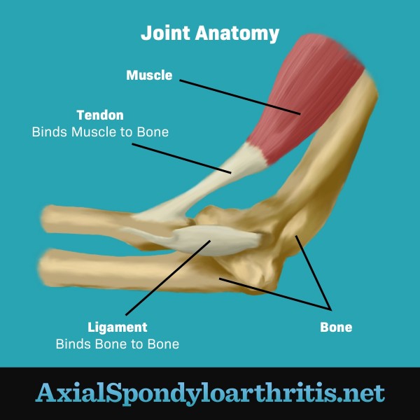 The anatomy of a human joint which includes muscle, tendon, ligament, and bone.