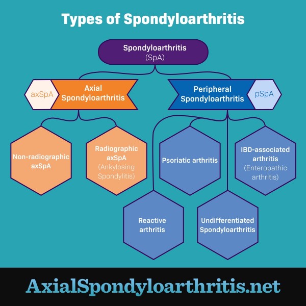 A chart showing the different types of spondyloarthritis which includes non-radiographic and radiographic axial spondyloarthritis.