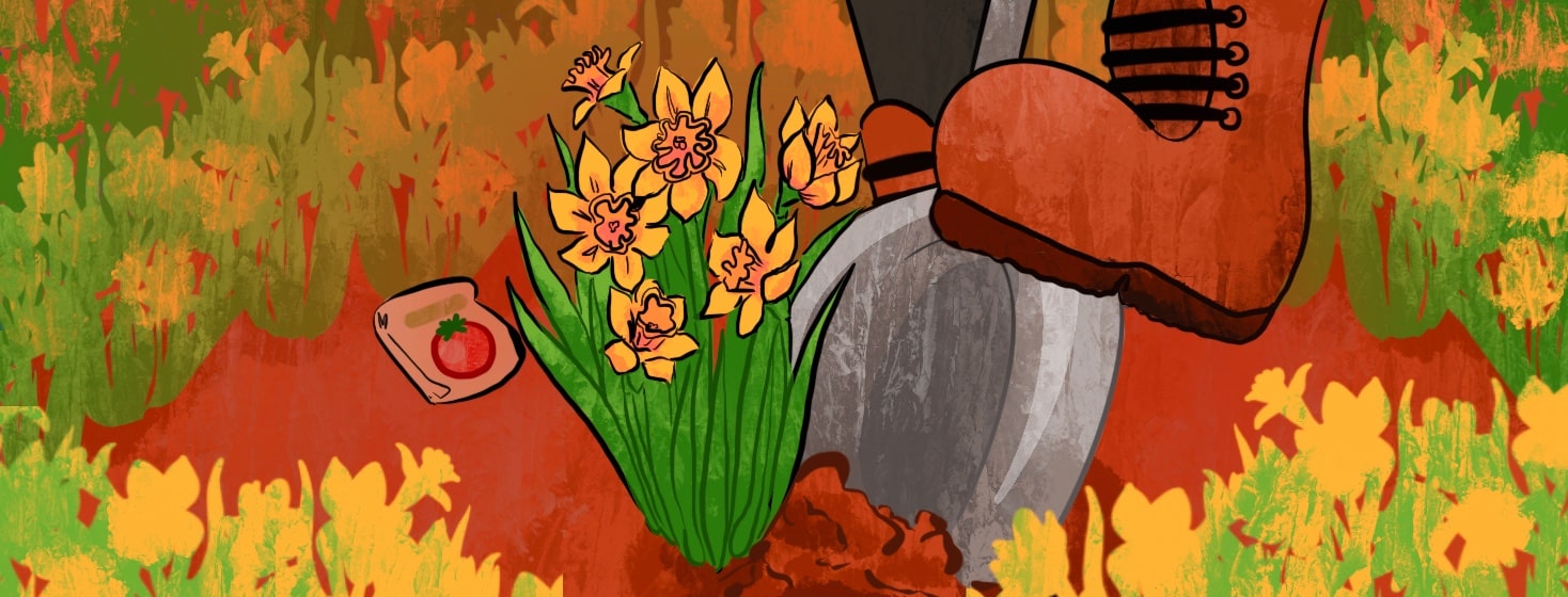 A foot drives a shovel into the ground to dig up daffodils, to the left is a seed packet for tomatoes. Surrounding the figure is a field of other daffodils. Boot, plants, garden, gardening, fall, autumn, fresh